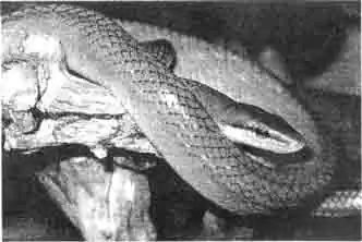 Остроголовые ужи благодаря своему светящемуся зелёному чешуйчатому Остроголовые ужи благодаря своему светящемуся зелёному чешуйчатому