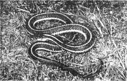 Очень красивые продольные полосы идут вдоль спины штрумпфбанднаттера (чулочного ужа). Они рекомендуются новичкам, так как их длина составляет всего 80 см и их сравнительно легко прокормить. Очень красивые продольные полосы идут вдоль спины штрумпфбанднаттера (чулочного ужа). Они рекомендуются новичкам, так как их длина составляет всего 80 см и их сравнительно легко прокормить.