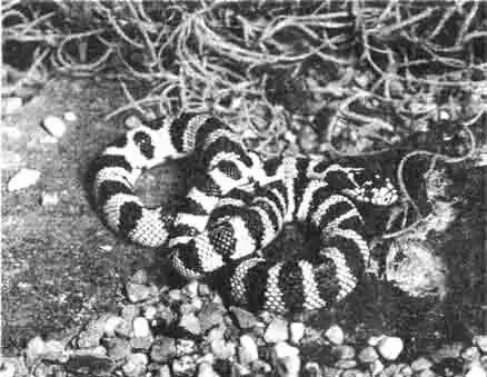 Американские цепные ужи очень красивы и имеют столь разнообразную окраску, что даже не всегда можно правильно определить их вид. Это объясняется тем, что встречаются очень много подвидов этих животных, и новые подвиды выведены в питомниках. Американские цепные ужи очень красивы и имеют столь разнообразную окраску, что даже не всегда можно правильно определить их вид. Это объясняется тем, что встречаются очень много подвидов этих животных, и новые подвиды выведены в питомниках.