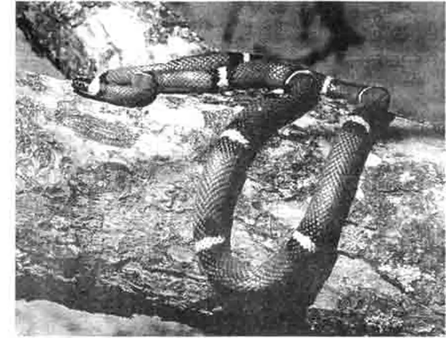 Красный королевский уж безусловно одна из самых красивых змей в мире. Как и цепные ужи, их близкие родственники, королевские ужи образуют много подвидов, которые сильно отличаются друг от друга окраской и длиной. Красный королевский уж безусловно одна из самых красивых змей в мире. Как и цепные ужи, их близкие родственники, королевские ужи образуют много подвидов, которые сильно отличаются друг от друга окраской и длиной.