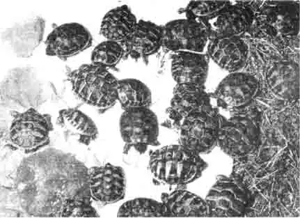 Живущие в Европе черепахи находятся под строгой охраной. В продажу поступают только те черепахи, которые были выращены в питомниках. Любительское выращивание их может быть также очень успешным, что подтверждает это многочисленное потомство греческой сухопутной черепахи. Живущие в Европе черепахи находятся под строгой охраной. В продажу поступают только те черепахи, которые были выращены в питомниках. Любительское выращивание их может быть также очень успешным, что подтверждает это многочисленное потомство греческой сухопутной черепахи.