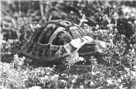 Греческие сухопутные черепахи были когда-то массовым товаром в зоомагазинах. Сегодня они — дорогостоящая редкость. Поэтому за ними должен быть правильный уход, тогда длина их может достичь 30 см и они доживут до преклонного возраста. Греческие сухопутные черепахи были когда-то массовым товаром в зоомагазинах. Сегодня они — дорогостоящая редкость. Поэтому за ними должен быть правильный уход, тогда длина их может достичь 30 см и они доживут до преклонного возраста.