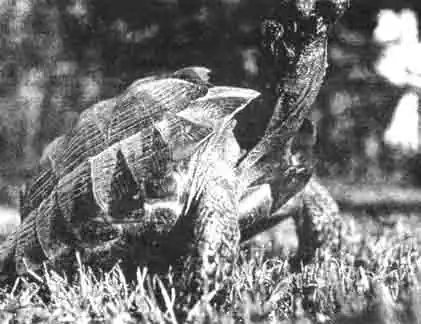 Вопреки общепринятому мнению, здоровые черепахи очень темпераментны. Эти мавританские черепахи приподнимаются и с жадностью хватают предложенную сладкую клубничку. Вопреки общепринятому мнению, здоровые черепахи очень темпераментны. Эти мавританские черепахи приподнимаются и с жадностью хватают предложенную сладкую клубничку.