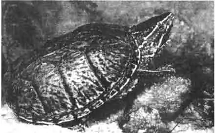 Американские мускусные черепахи с большим удовольствием находятся в воде. Но поскольку плохо плавают, то предпочитают мелкие водоёмы.