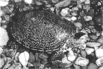 Европейские болотные черепахи стали зоологической редкостью, их можно держать дома при условии, что вы готовы предложить им правильный уход, который гарантирует возможность их размножения. Европейские болотные черепахи стали зоологической редкостью, их можно держать дома при условии, что вы готовы предложить им правильный уход, который гарантирует возможность их размножения.