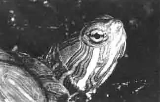 Эта черепаха получила своё имя за свои красные пятна на щеках и красивый рисунок на панцире. Эта черепаха получила своё имя за свои красные пятна на щеках и красивый рисунок на панцире.