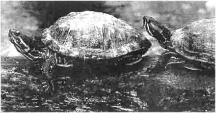 Краснощёкие черепахи общительные животные и любят совместно принимать солнечные ванны вне воды, которая является их стихией. Краснощёкие черепахи общительные животные и любят совместно принимать солнечные ванны вне воды, которая является их стихией.