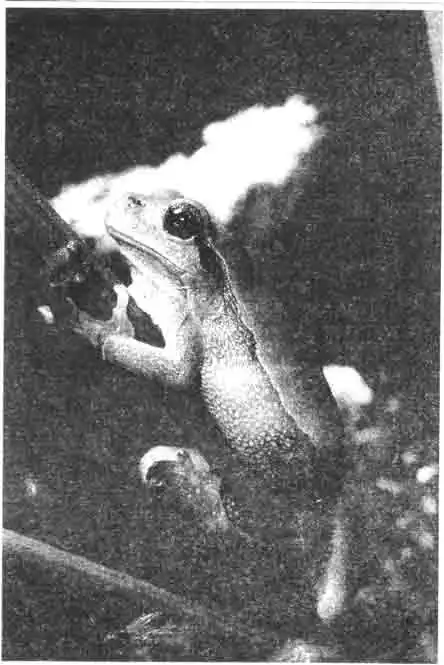 Нашу обыкновенную лягушку, которую десятки лет назад использовали как предсказательницу погоды, сегодня редко встретите в террариумах. Нашу обыкновенную лягушку, которую десятки лет назад использовали как предсказательницу погоды, сегодня редко встретите в террариумах.