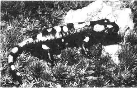 Для пятнистой саламандры её яркий чёрно-жёлтый наряд является своего рода защитой. Благодаря этому наряду она стала террариумными животными. Уход за нею не трудный. Не трудно и получить молодняк. Для пятнистой саламандры её яркий чёрно-жёлтый наряд является своего рода защитой. Благодаря этому наряду она стала террариумными животными. Уход за нею не трудный. Не трудно и получить молодняк.