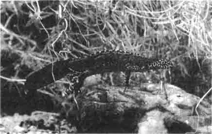 Великолепными красками переливается свадебный наряд альпийского тритона. Все виды тритонов производят впечатление нежных, хрупких существ. Они постоянно живут в воде. Великолепными красками переливается свадебный наряд альпийского тритона. Все виды тритонов производят впечатление нежных, хрупких существ. Они постоянно живут в воде.