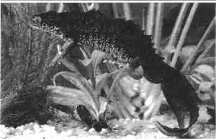 Гребенчатый тритон достигает в длину 18 см и таким образом является самым большим водяным европейским тритоном. В брачный период у него на спине появляется Гребенчатый тритон достигает в длину 18 см и таким образом является самым большим водяным европейским тритоном. В брачный период у него на спине появляется