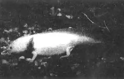 Красавцем его не назовёшь, но он очень оригинальный: аксолотль из Мексики (или из питомника). Он никогда не становится по-настоящему взрослым. До самой смерти он сохраняет признаки личинки, и размножается как личинка. Красавцем его не назовёшь, но он очень оригинальный: аксолотль из Мексики (или из питомника). Он никогда не становится по-настоящему взрослым. До самой смерти он сохраняет признаки личинки, и размножается как личинка.