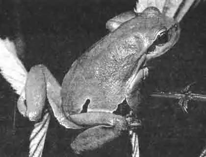 Наши европейские лягушки очень красиво выглядят в своём зелёном наряде. Лягушки могут менять его, в зависимости от настроения и окружения, на серый, коричневатый или желтоватый. Наши европейские лягушки очень красиво выглядят в своём зелёном наряде. Лягушки могут менять его, в зависимости от настроения и окружения, на серый, коричневатый или желтоватый.