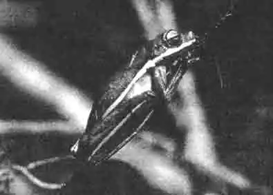 Американские кузены наших домашних лягушек, называемые американскими или Каролинскими лягушками, удивительно похожи на наших. Американский кузен немного больше и на боках и ногах у него светлые продольные полосы. Американские кузены наших домашних лягушек, называемые американскими или Каролинскими лягушками, удивительно похожи на наших. Американский кузен немного больше и на боках и ногах у него светлые продольные полосы.