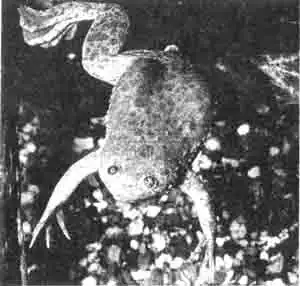 Маленькие глаза, которые сидят наверху, являются особой приметой когтистых лягушек. Они привлекают любителей террариумных животных больше своим поведением, чем видом.