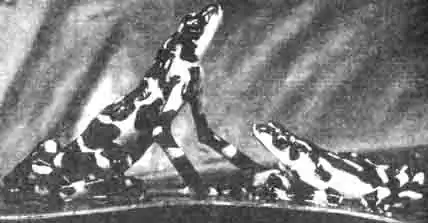 Крошечные баумштайгеры или цветные лягушки с самым немыслимым окрасом живут в тропических лесах Средней и Южной Америки. Их кожа очень ядовита. Этот яд местные жители используют для наконечников стрел. Большинство видов, включая золотых баумштайгеров, имеют необычную раскраску. Крошечные баумштайгеры или цветные лягушки с самым немыслимым окрасом живут в тропических лесах Средней и Южной Америки. Их кожа очень ядовита. Этот яд местные жители используют для наконечников стрел. Большинство видов, включая золотых баумштайгеров, имеют необычную раскраску.