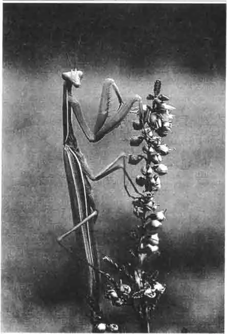 С точки зрения человека это существо выглядит, как лицемерная богомолка. Своими цепкими лапками, поднятыми к небу, она молниеносно хватает свою добычу. В брачную пору она кормит своего намного уступающего ей размерами партнёра. С точки зрения человека это существо выглядит, как лицемерная богомолка. Своими цепкими лапками, поднятыми к небу, она молниеносно хватает свою добычу. В брачную пору она кормит своего намного уступающего ей размерами партнёра.