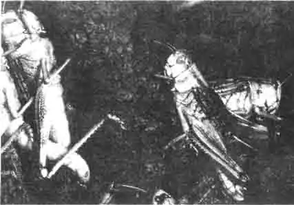 Настенная саранча является любимой едой всех рептилий и амфибий, но можно и ради нее самой соорудить инсектарий, ухаживать за нею и наблюдать. Настенная саранча является любимой едой всех рептилий и амфибий, но можно и ради нее самой соорудить инсектарий, ухаживать за нею и наблюдать.