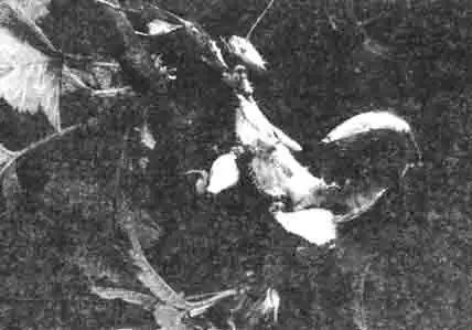 Нежной и хрупкой кажется эта саранча. Нежной и хрупкой кажется эта саранча.