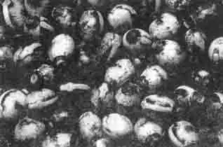 Особи женского пола скидывают яйца прямо на землю. Особи женского пола скидывают яйца прямо на землю.