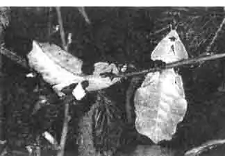 Фотографию нужно очень долго разглядывать, прежде чем вы найдёте на ней саранчу. Эти насекомые в совершенстве обладают искусством Фотографию нужно очень долго разглядывать, прежде чем вы найдёте на ней саранчу. Эти насекомые в совершенстве обладают искусством