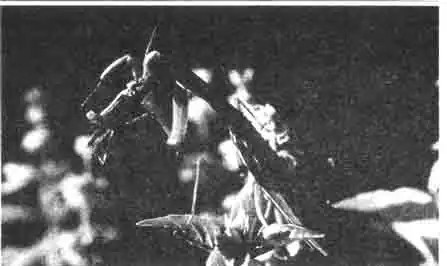 Самка богомола поймала саранчу. Она крепко держит добычу лапками, на которых много маленьких колючек. Через некоторые время богомолка с удовольствием съест свою добычу. Самка богомола поймала саранчу. Она крепко держит добычу лапками, на которых много маленьких колючек. Через некоторые время богомолка с удовольствием съест свою добычу.