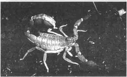  Со скорпионами может обращаться не каждый (на фотографии полевой скорпион, Butyus occitanius). Их ядовитое опасное жало и не очень симпатичный окрас делает их непривлекательными. Но они очень интересны во время брачных игр и в период ухода за своими малышами.
