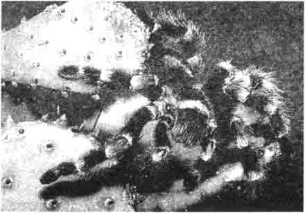 Пауки-птицееды (здесь Brachy pelma smithi) благодаря своим размерам, густому волосистому покрову и ядовитости (которая сильно преувеличена) — интересные домашние животные. Могут прожить 10-20 лет.