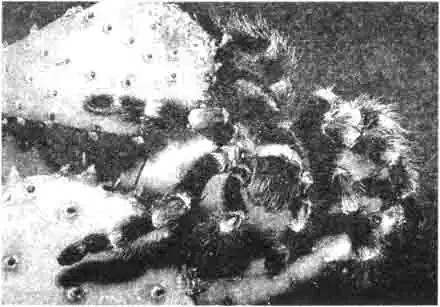 Пауки-птицееды (здесь Brachy pelma smithi) благодаря своим размерам, густому волосистому покрову и ядовитости (которая сильно преувеличена) — интересные домашние животные. Могут прожить 10-20 лет. Пауки-птицееды (здесь Brachy pelma smithi) благодаря своим размерам, густому волосистому покрову и ядовитости (которая сильно преувеличена) — интересные домашние животные. Могут прожить 10-20 лет.