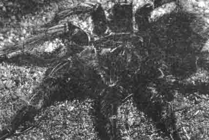 При взгляде на этих пауков-птицеедов (в данном случае Xenesthis sp.) у многих пробегают мурашки по телу. Но на самом деле большинство из этих пауков безобидны и даже на удивление доверчивы.