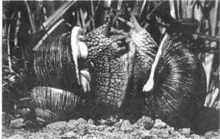 Две виноградные улитки при спаривании прижимаются друг к другу нижними сторонами или Две виноградные улитки при спаривании прижимаются друг к другу нижними сторонами или