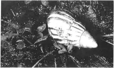 Агатовые улитки самые большие среди сухопутных улиток. Эти экзотические моллюски очень благодарны и неприхотливы, но, к сожалению, немного неопрятны. Агатовые улитки самые большие среди сухопутных улиток. Эти экзотические моллюски очень благодарны и неприхотливы, но, к сожалению, немного неопрятны.