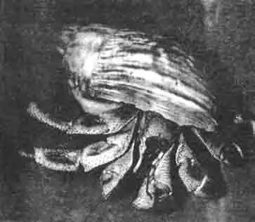 Маленькие сухопутные раки-отшельники всю жизнь тащат за собой улиткин дом, чтобы защитить свою заднюю часть. Если этот домик становится ему мал, рак вынужден переселиться в новый. Маленькие сухопутные раки-отшельники всю жизнь тащат за собой улиткин дом, чтобы защитить свою заднюю часть. Если этот домик становится ему мал, рак вынужден переселиться в новый.