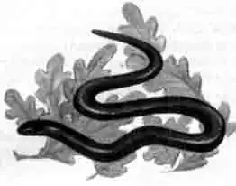 Веретеница, желтопузик и их обширное семейство