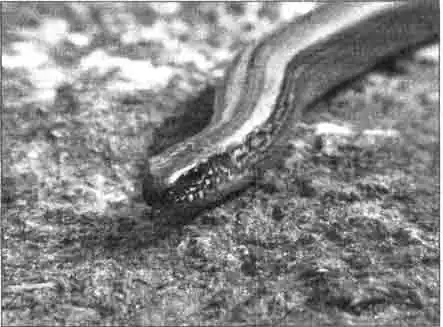 Веретеница Веретеница