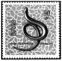 Веретеница (Польша)