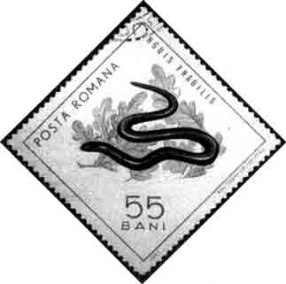 Веретеница (Румыния)