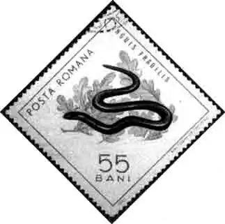 Веретеница (Румыния) Веретеница (Румыния)