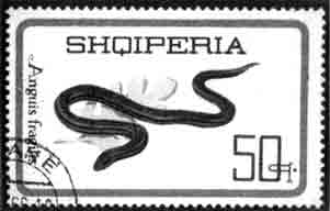 Веретеница (Албания)