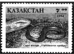 Желтопузик (Казахстан)