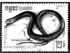 Желтопузик (Кампучия)