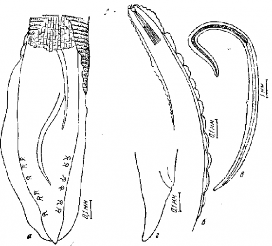 Cyrnea (Procymea) incerta (Smith, 1908) Chabaud, 1958 (по Смиту, Фоксу и Уайту, 1908)