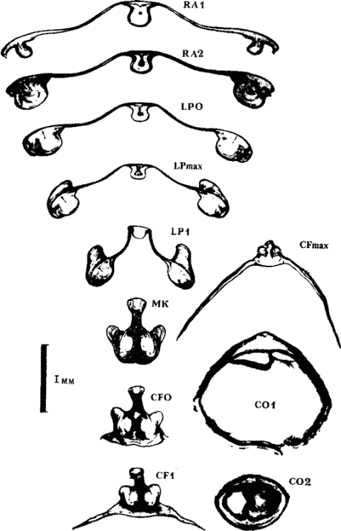  Ornithoteuthis volatilis (экземпляр тот же); внутреннее строение гладиуса