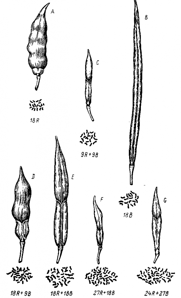 Плоды, соматические пластинки хромосом и формулы для Raphanus (A), Brassica (В), диплоидного (С), триплоидного (D), тетраплоидного (E), пентаплоидного (F) и гипогоксаплоидного (G) гибридов (по: Карпеченко, 1927).