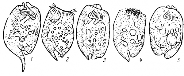  Модификационная изменчивость в клоне Entodinium caudatum.