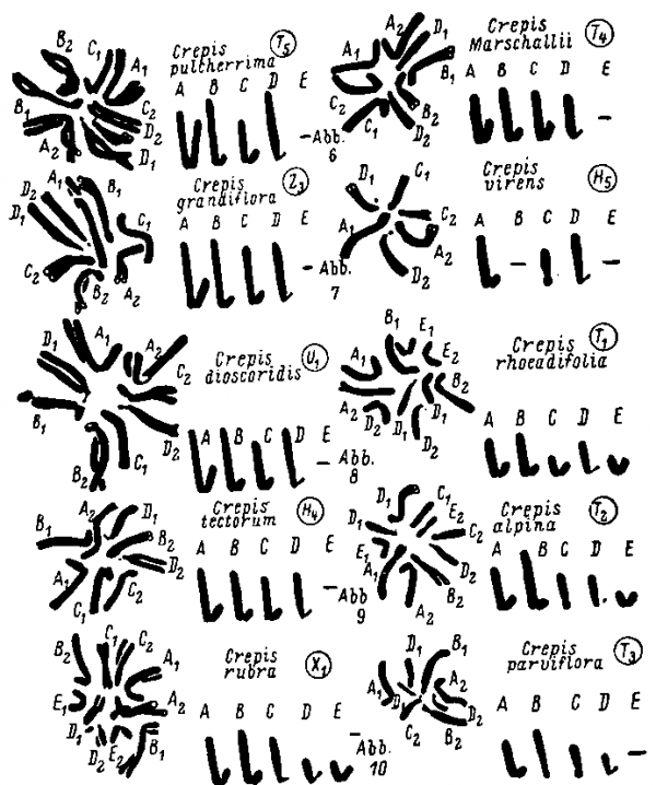 Морфология хромосом у десяти видов p. Crepis (по: Навашин, 1928)