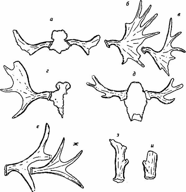 Остатки рогов ископаемых и субфоссильных Alces.