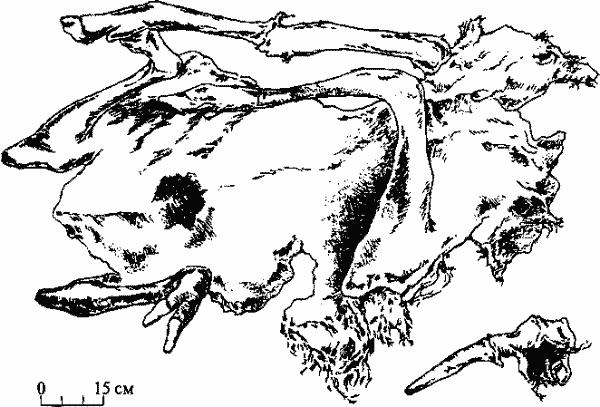 Позднеплейстоценовая мумия A. americanus, найденная в 1940 г. на Аляске, Литтл Эльдорадо-крик (по фото автора).