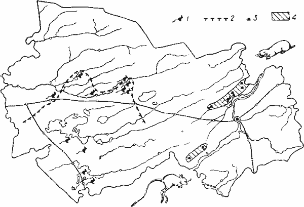 Распространение большого тушканчика и алтайского цокора