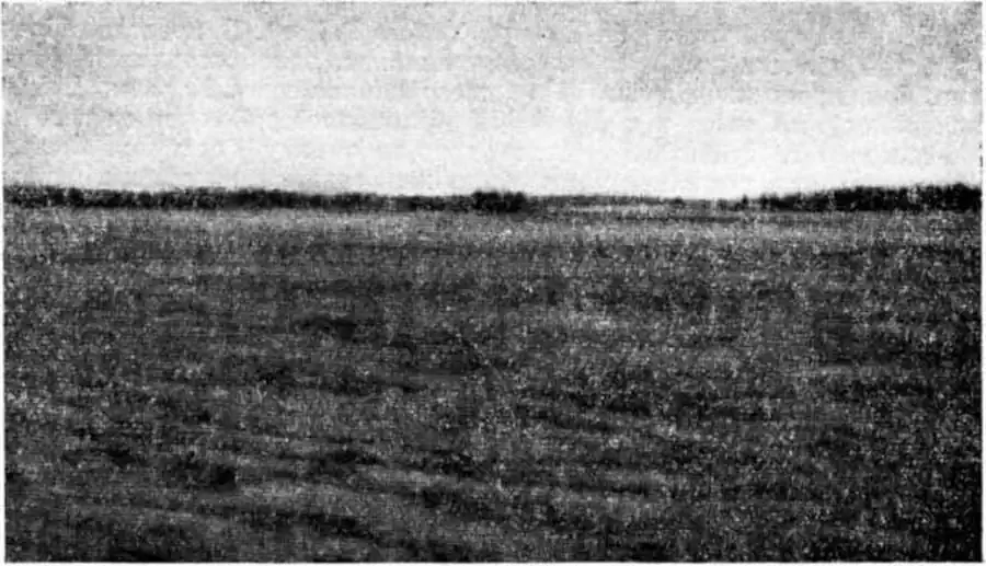 Типичное местообитание большого тушканчика. Фото В. И. Телегина